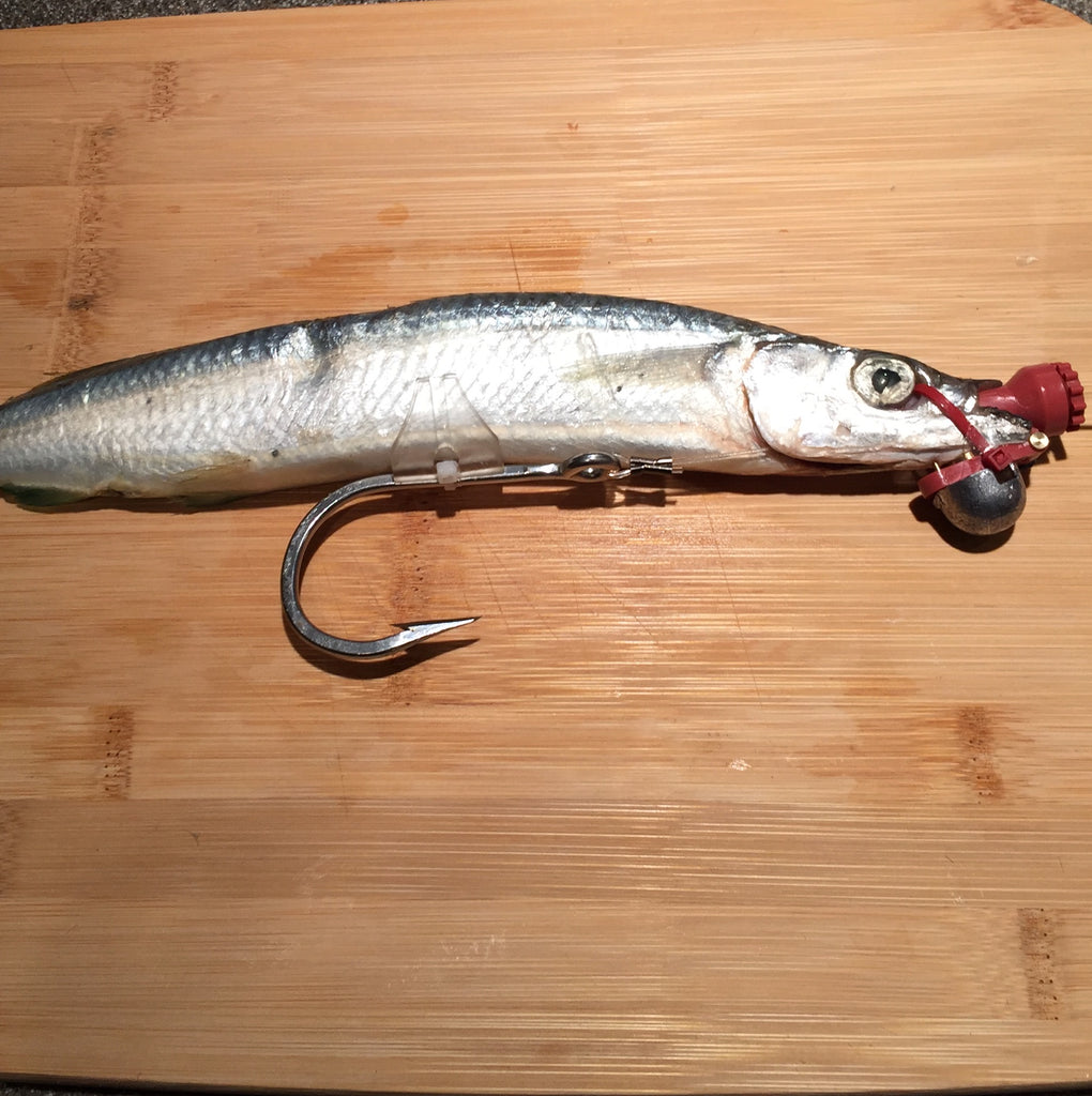 DEAD BAIT RIG KIT (pre-rigged just add bait) – Nitta Fishing Innovations