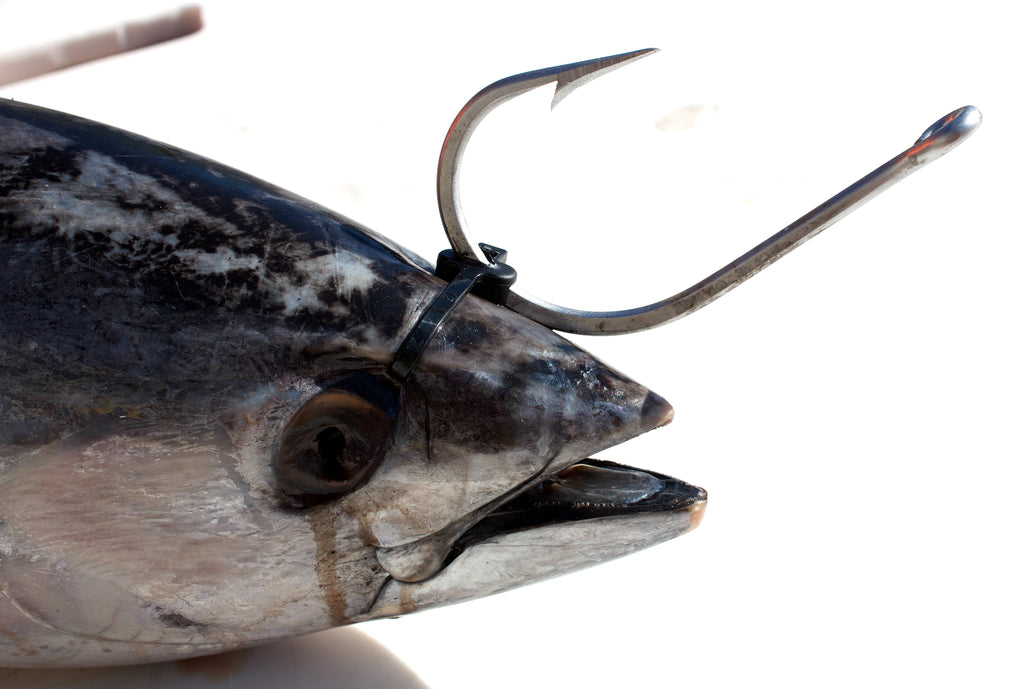 LIVE BAIT MAX – Nitta Fishing Innovations